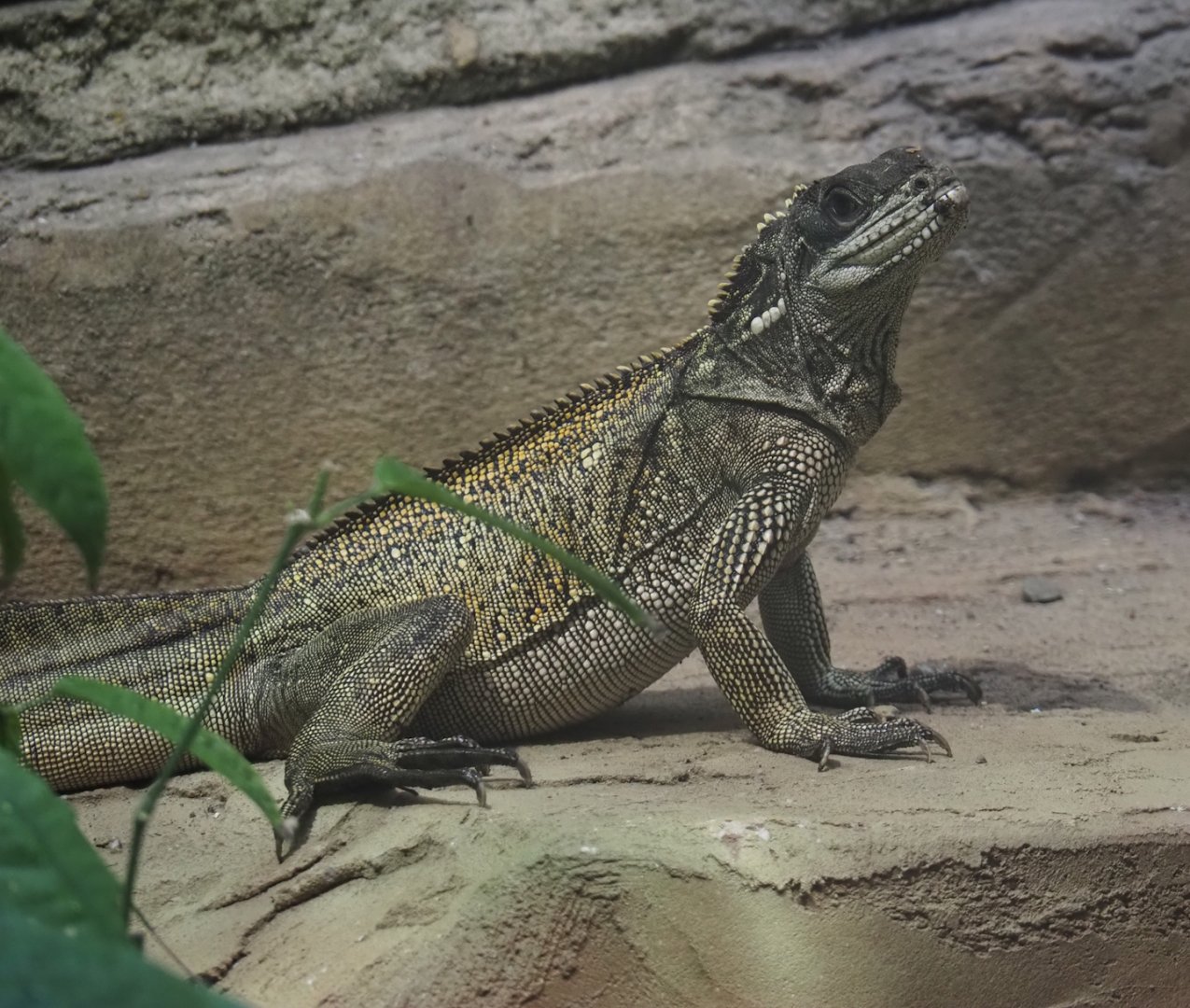 Sulawesi sailfin lizard (Hydrosaurus celebensis), 2025-04-26