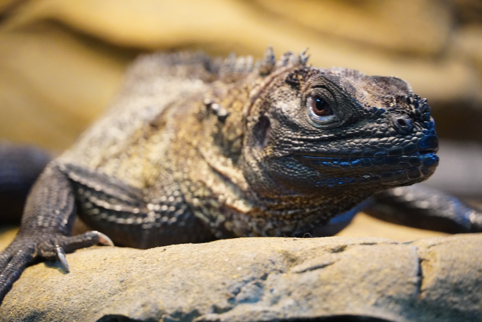 Sulawesi Sailfin Lizard