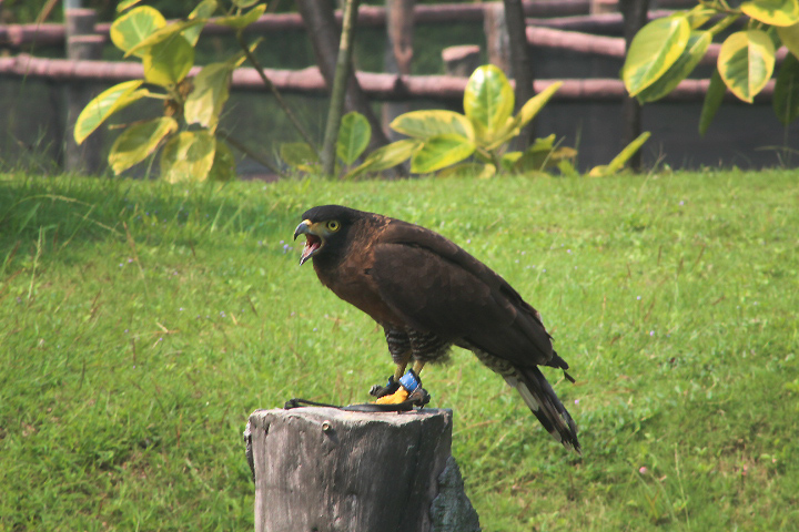Sulawesi serpent eagle (Spilornis rufipectus rufipectus) - Aviary Park