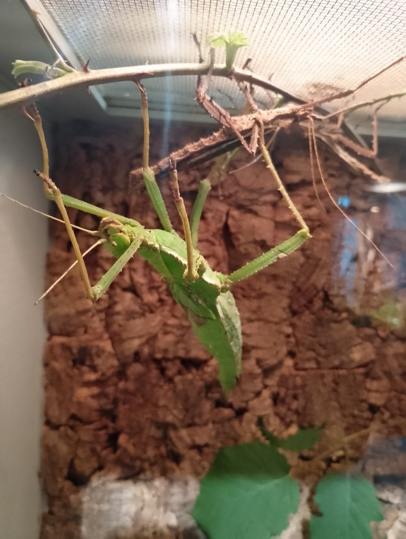 Sulawesi stick insect