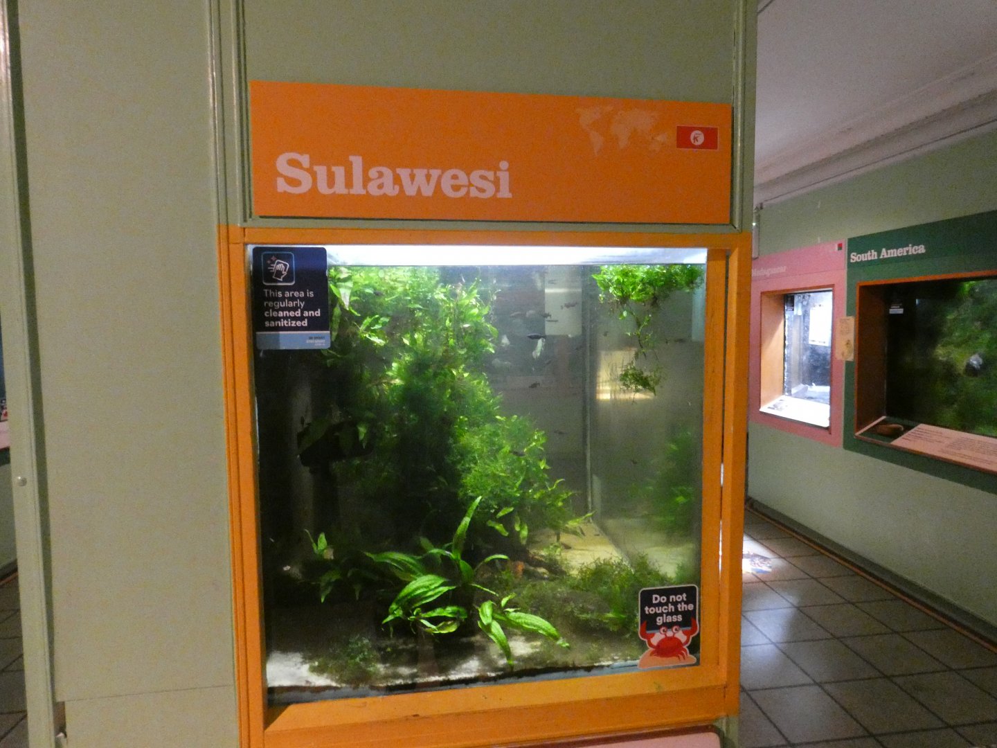 Sulawesi tank
