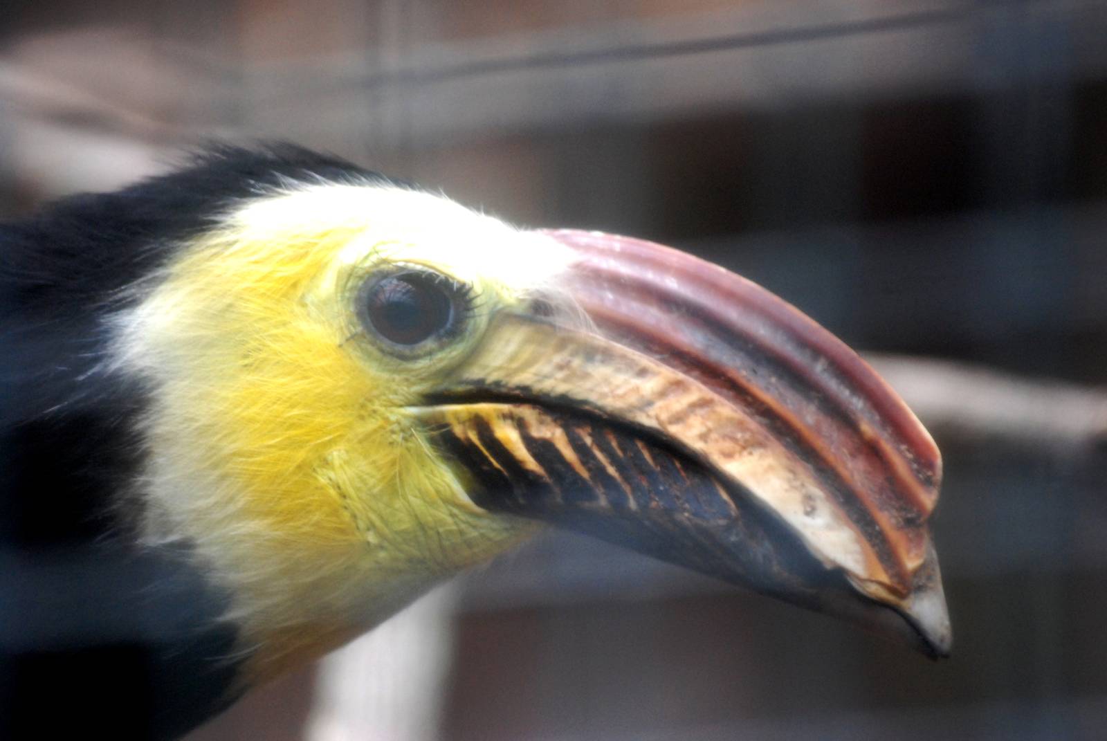 Sulawesi Tarictic Hornbill at Avifauna, 04/06/12