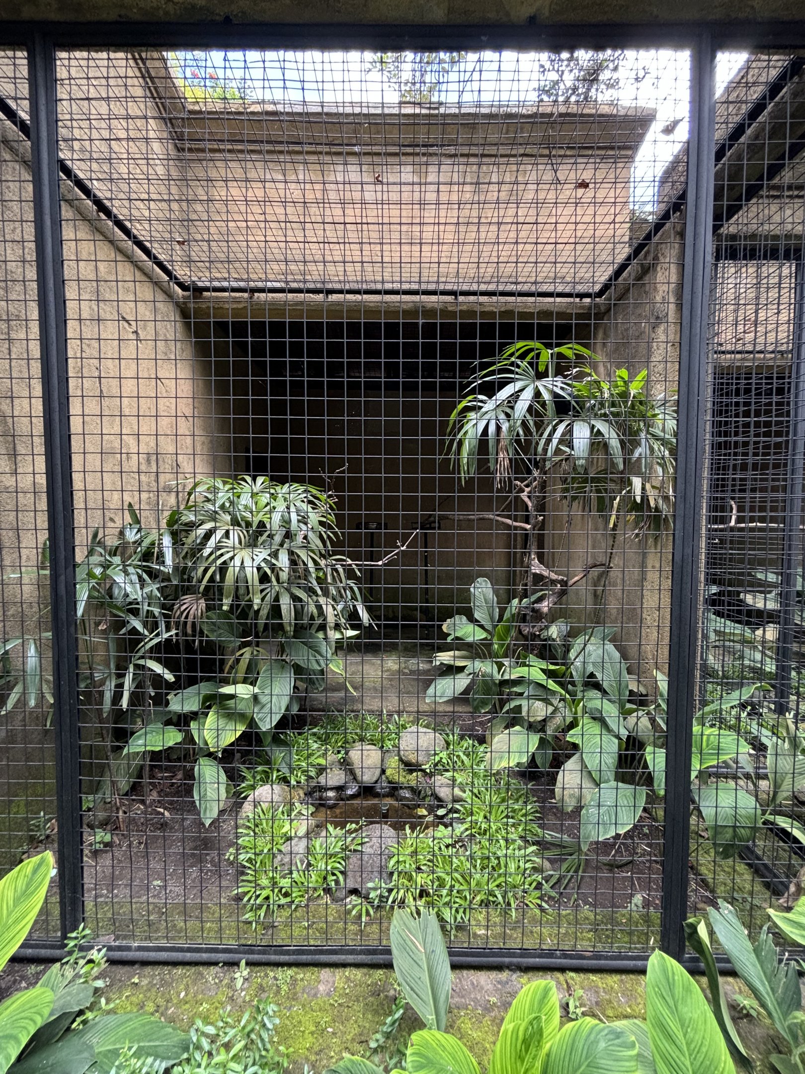 Sulawesi Tarictic Hornbill Aviary