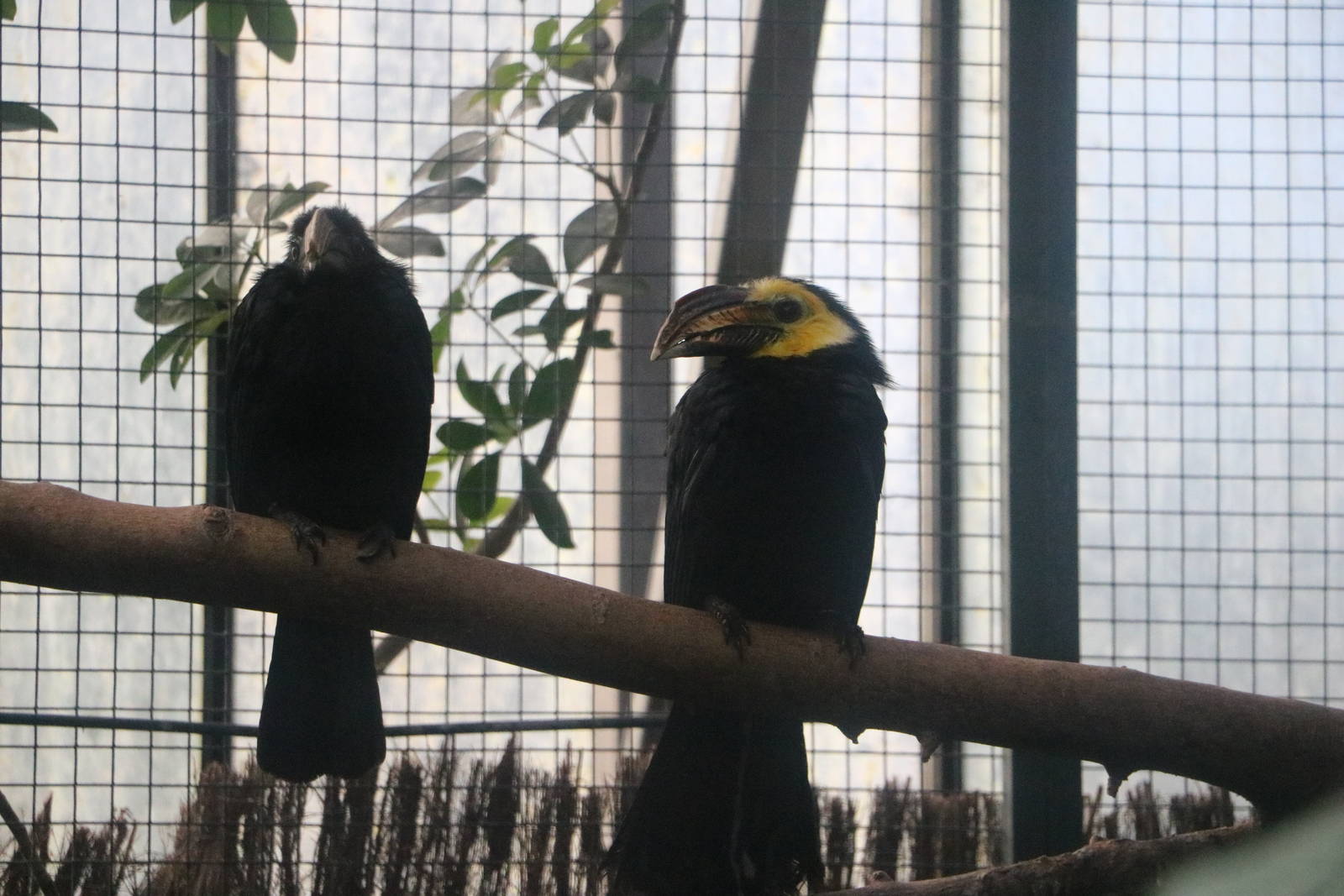 Sulawesi tarictic hornbills, February 2016