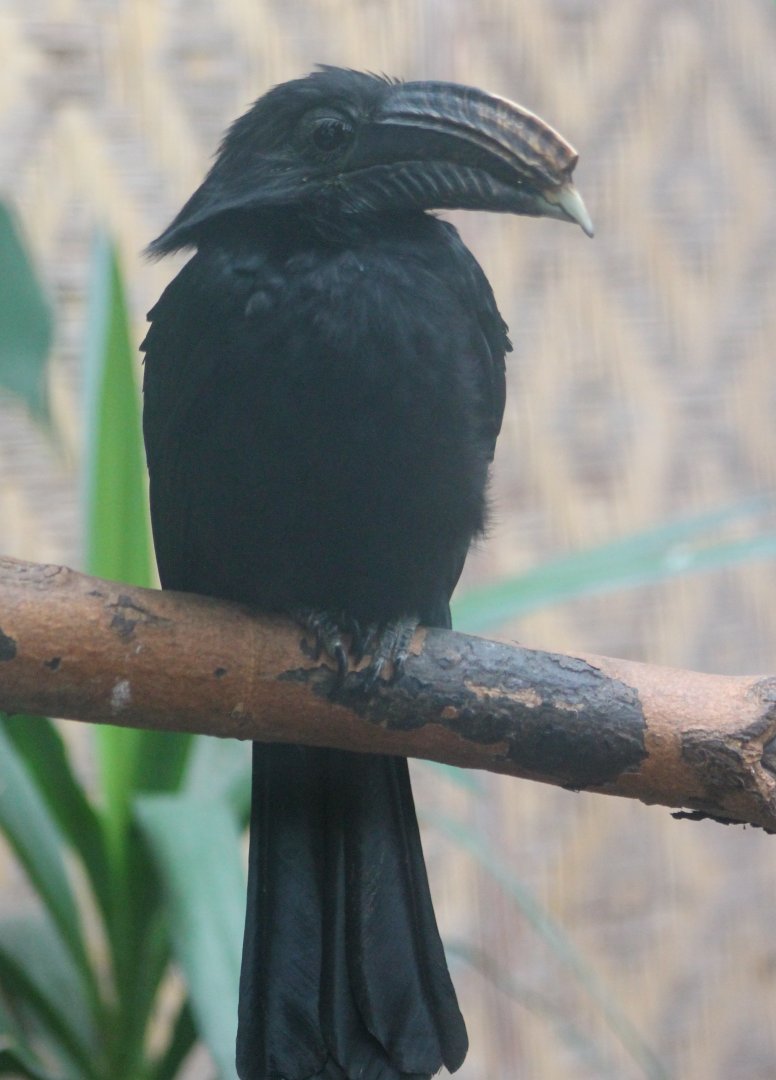Sulawesi tariktic hornbill - female