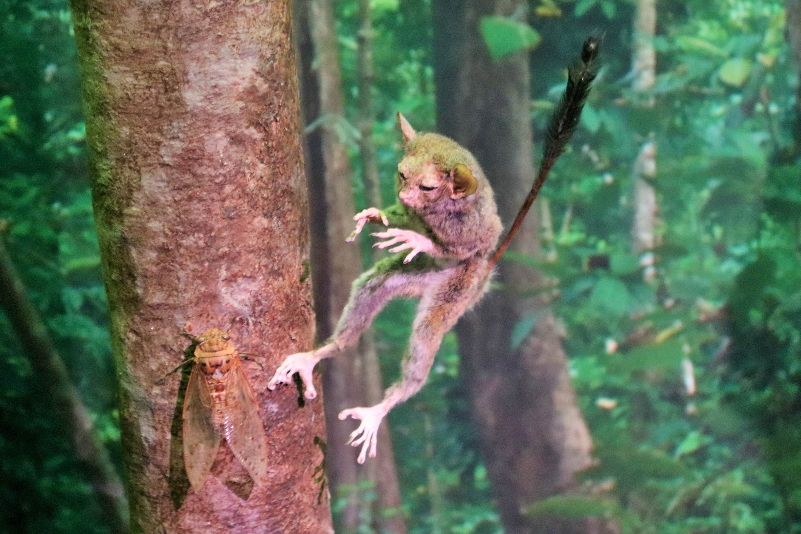 Sulawesi Tarsier (Tarsier sp.)