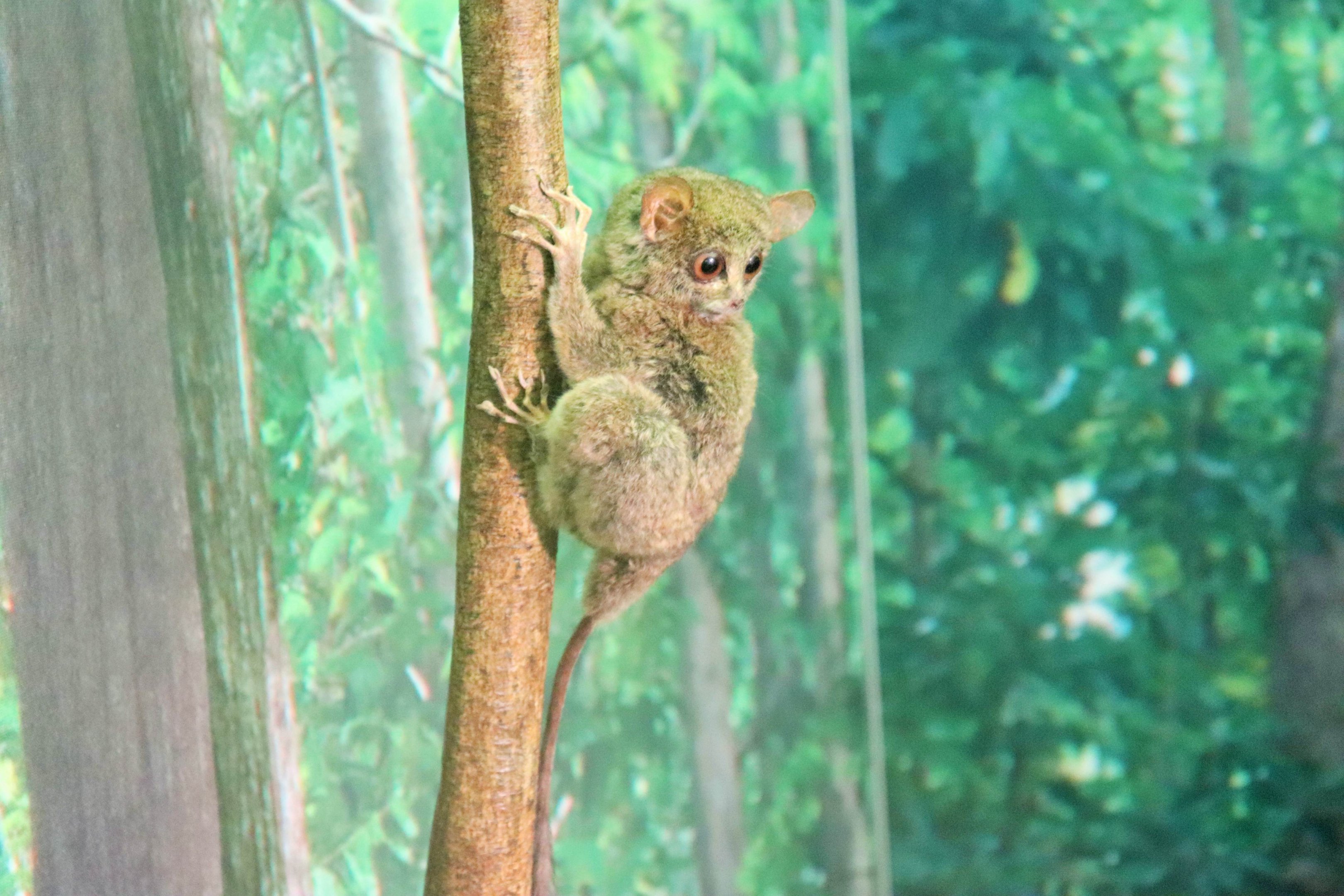 Sulawesi Tarsier (Tarsier sp.)