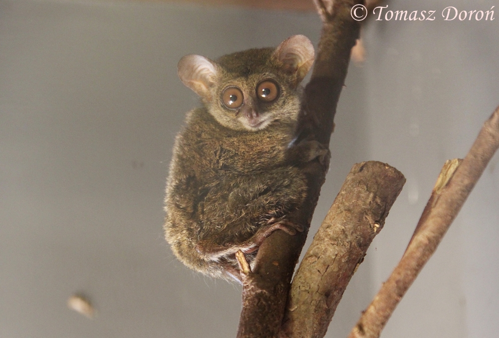 Sulawesi Tarsier (Tarsius tarsier), August 2014