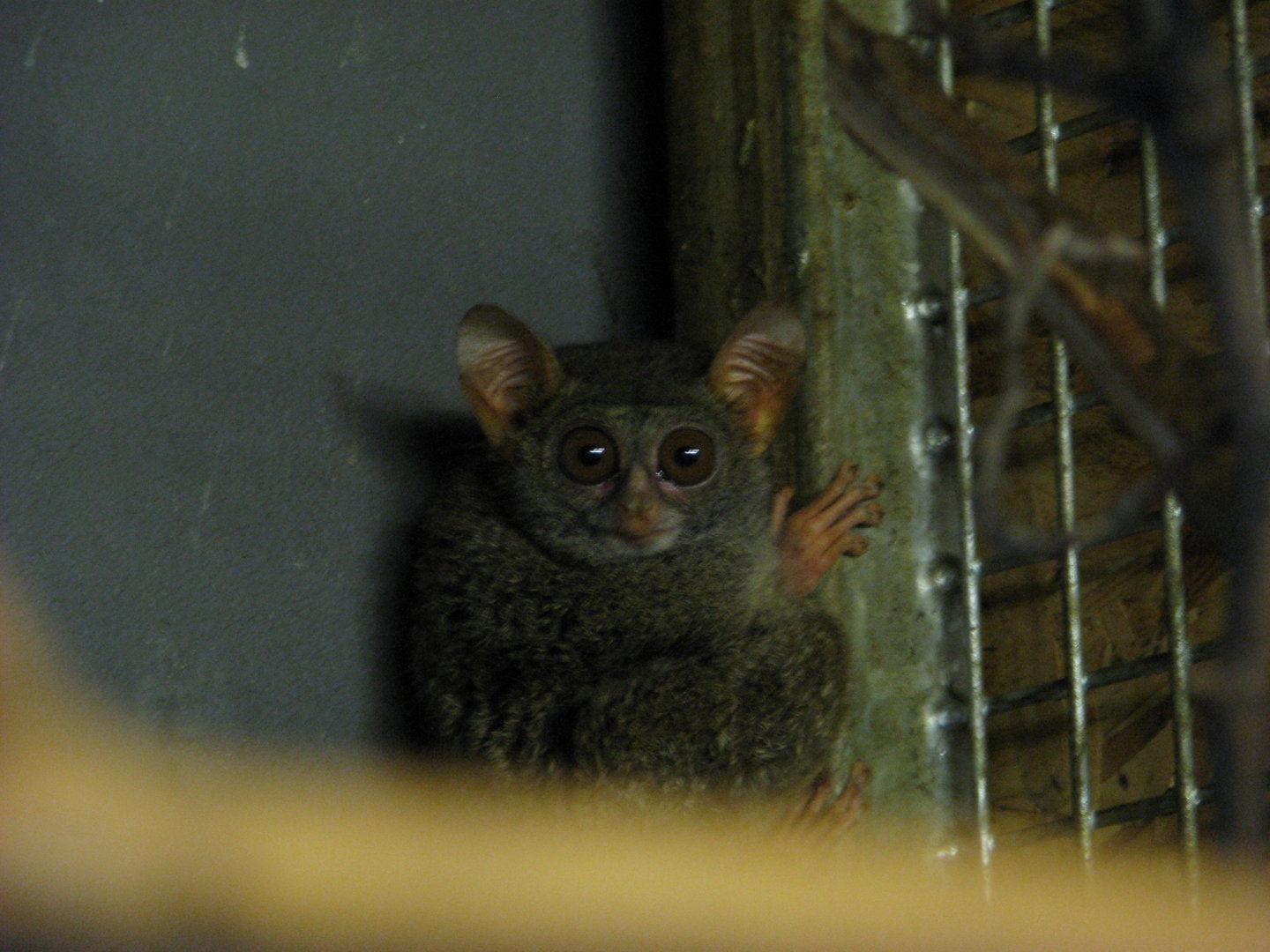 Sulawesi Tarsier