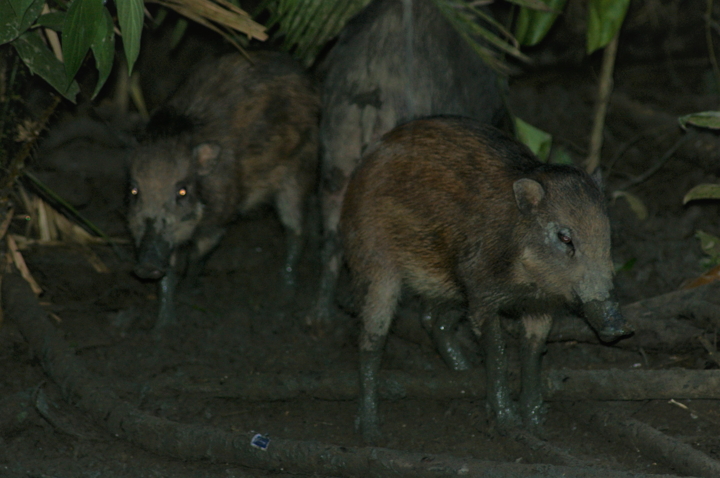 Sulawesi Warty Pigs (Sus celebensis)