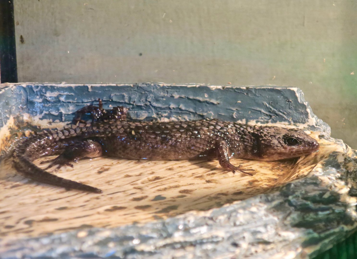 Sulawesi Water Skink (Tropidophorus baconi)