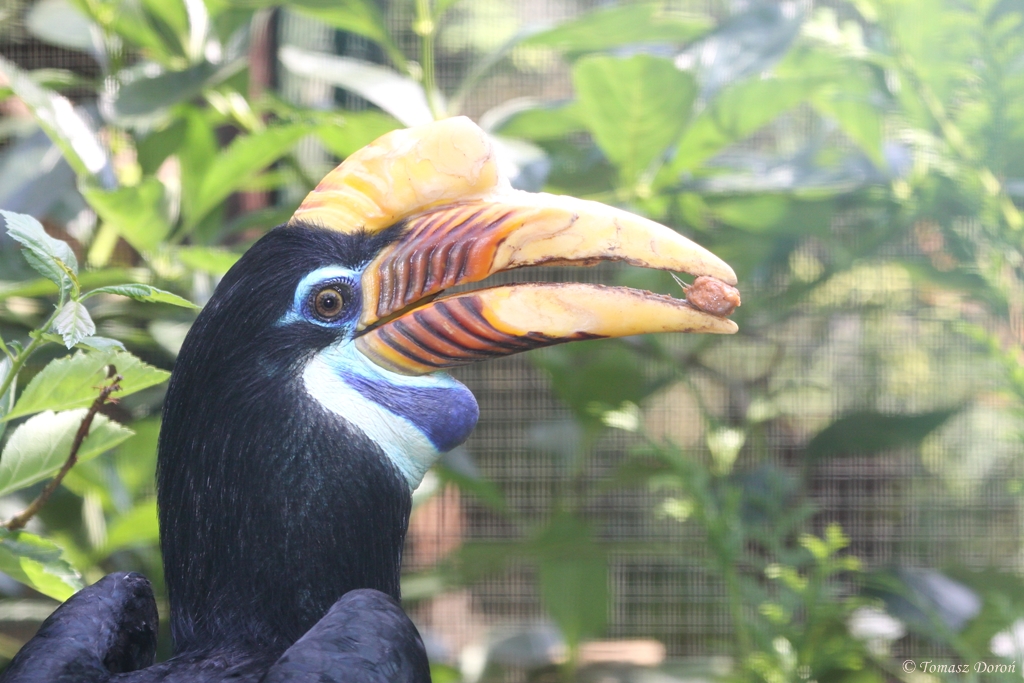 Sulawesi Wrinkled Hornbill (Aceros cassidix) female