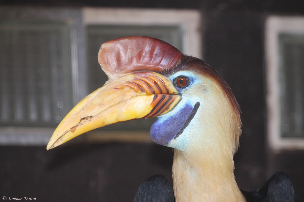 Sulawesi Wrinkled Hornbill (Aceros cassidix) male