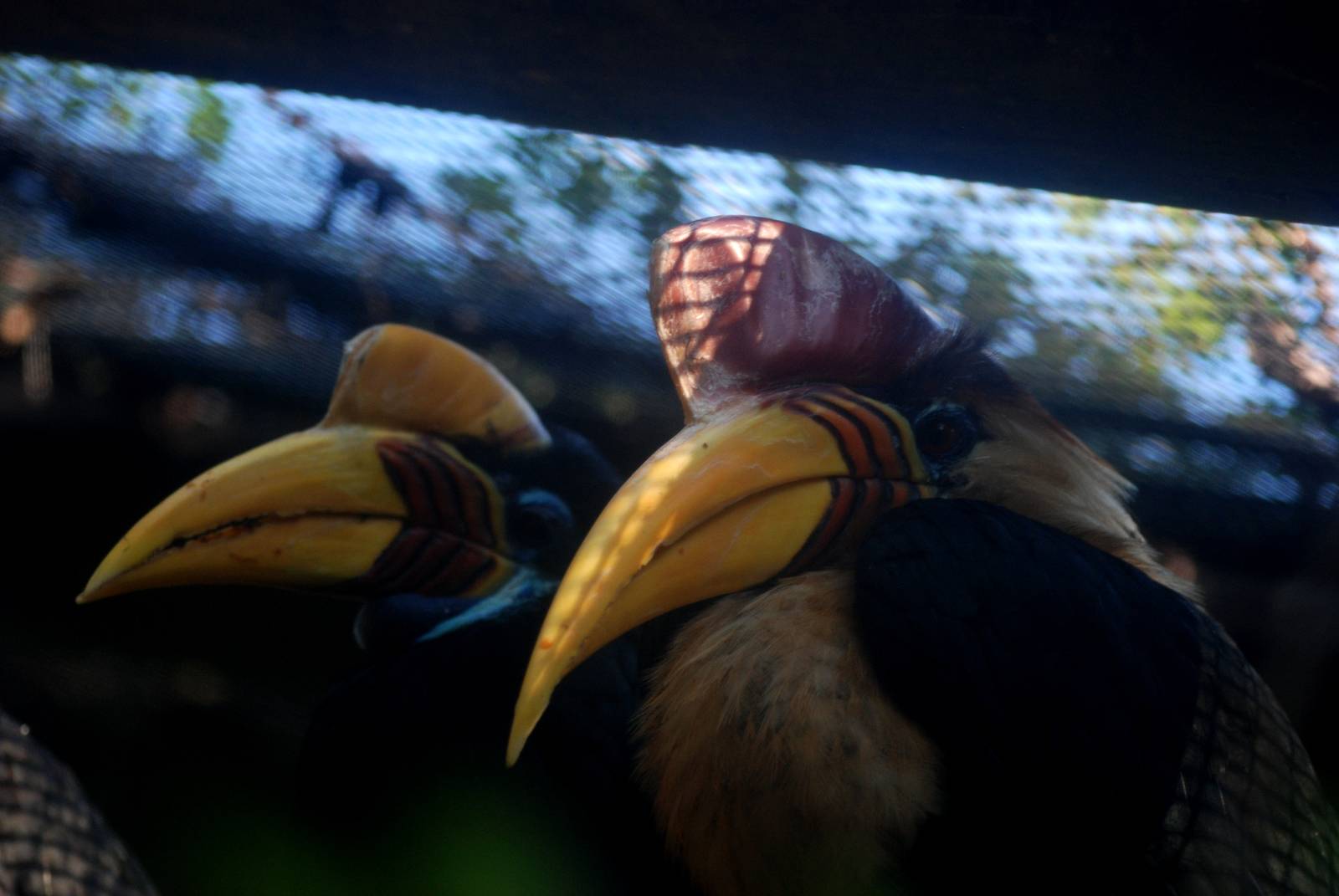 Sulawesi Wrinkled Hornbill at St. Augustine, 11/10/13