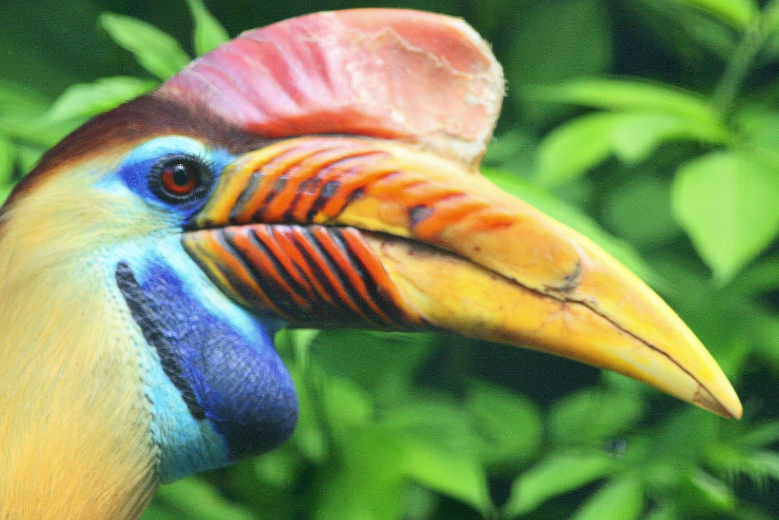 Sulawesi wrinkled hornbill; Walsrode; 23rd June 2013