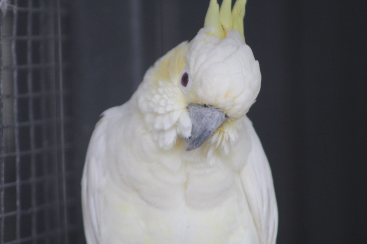 Sulawesi yellow-crested cockatoo (Cacatua sulphurea sulphurea) - Aviary Park