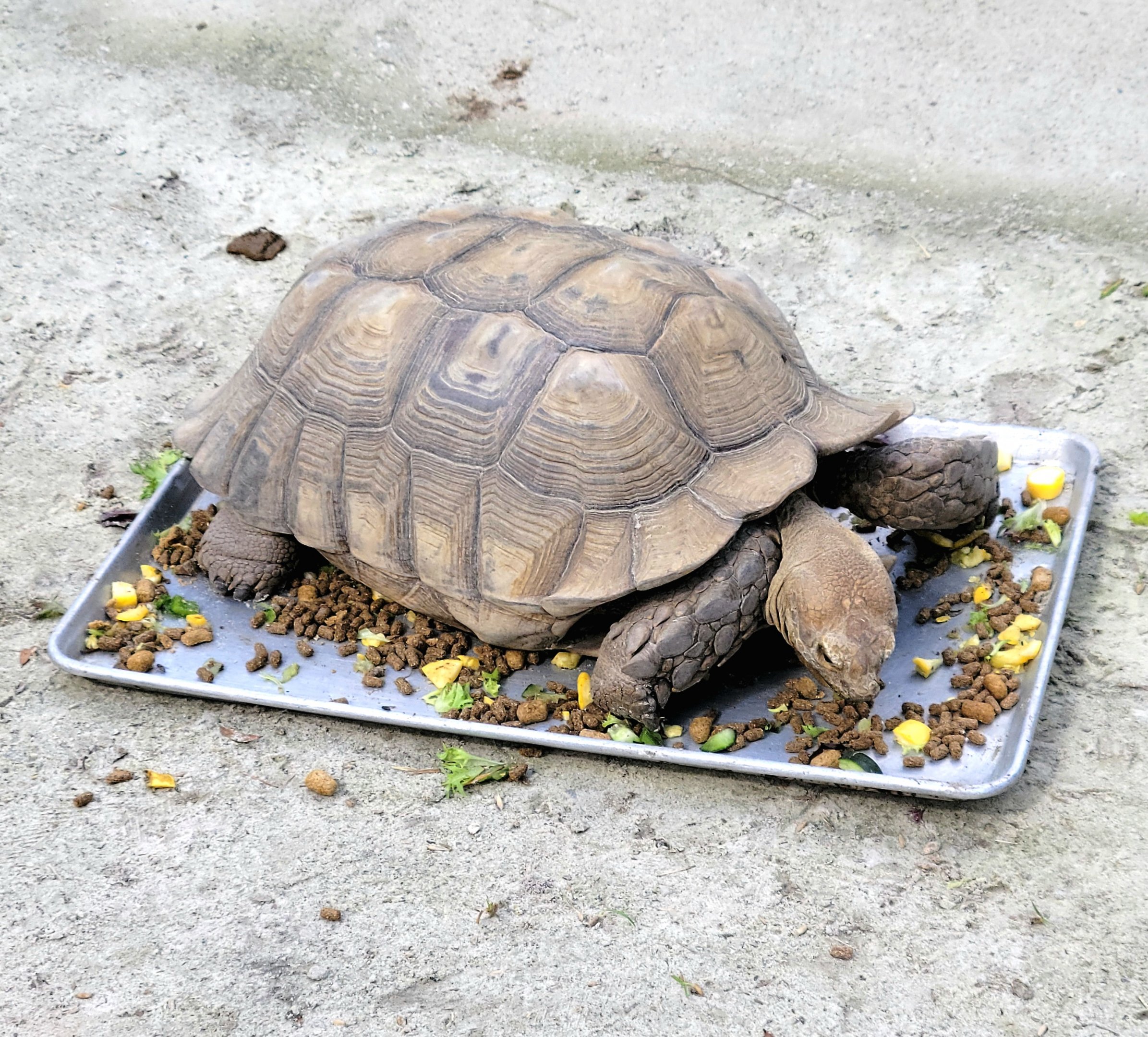 Sulcada Tortoise - Bee City Zoo - March 2025