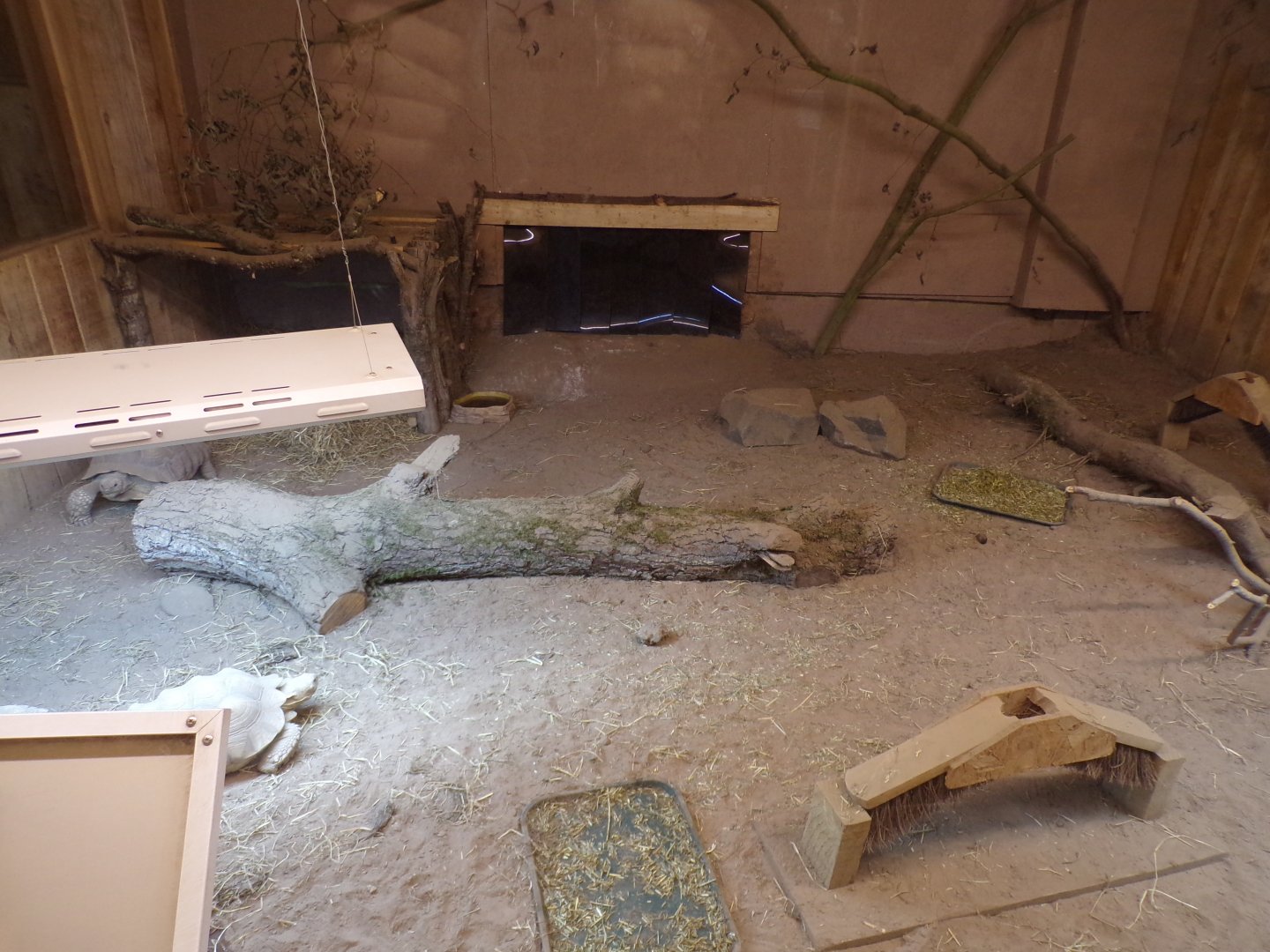 Sulcata and leopard tortoise enclosure 14.10.23