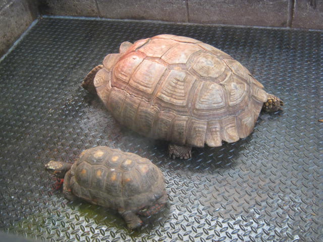 Sulcata and Red-footed Tortoise 2016