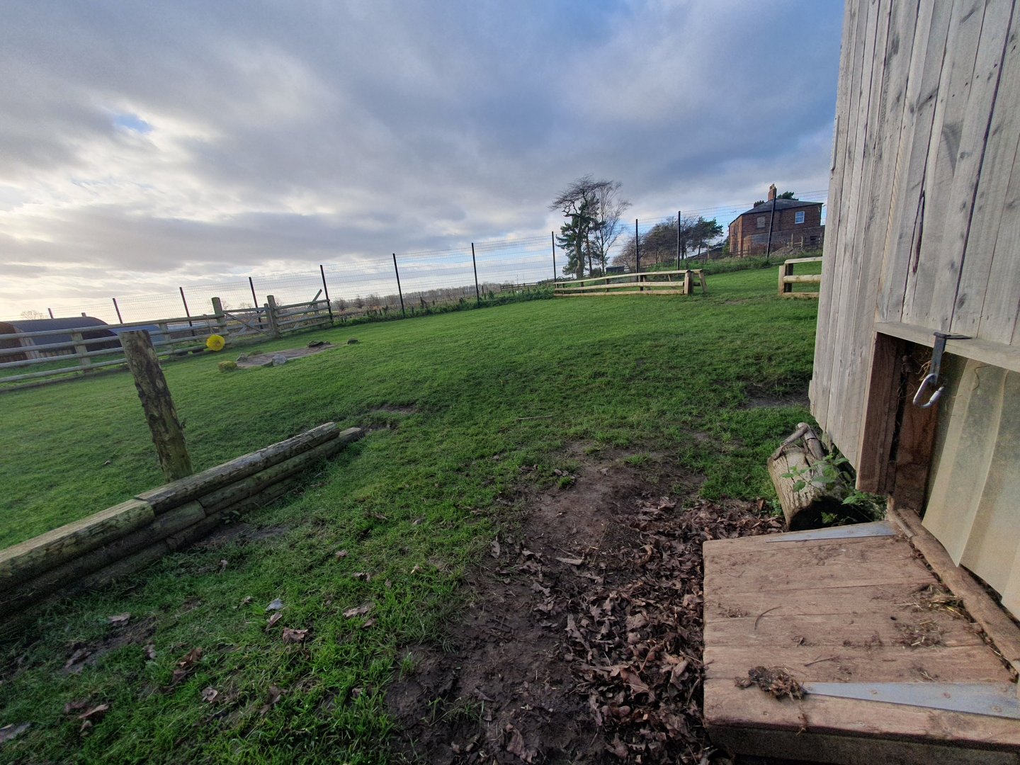 Sulcata enclosure 17/12/23