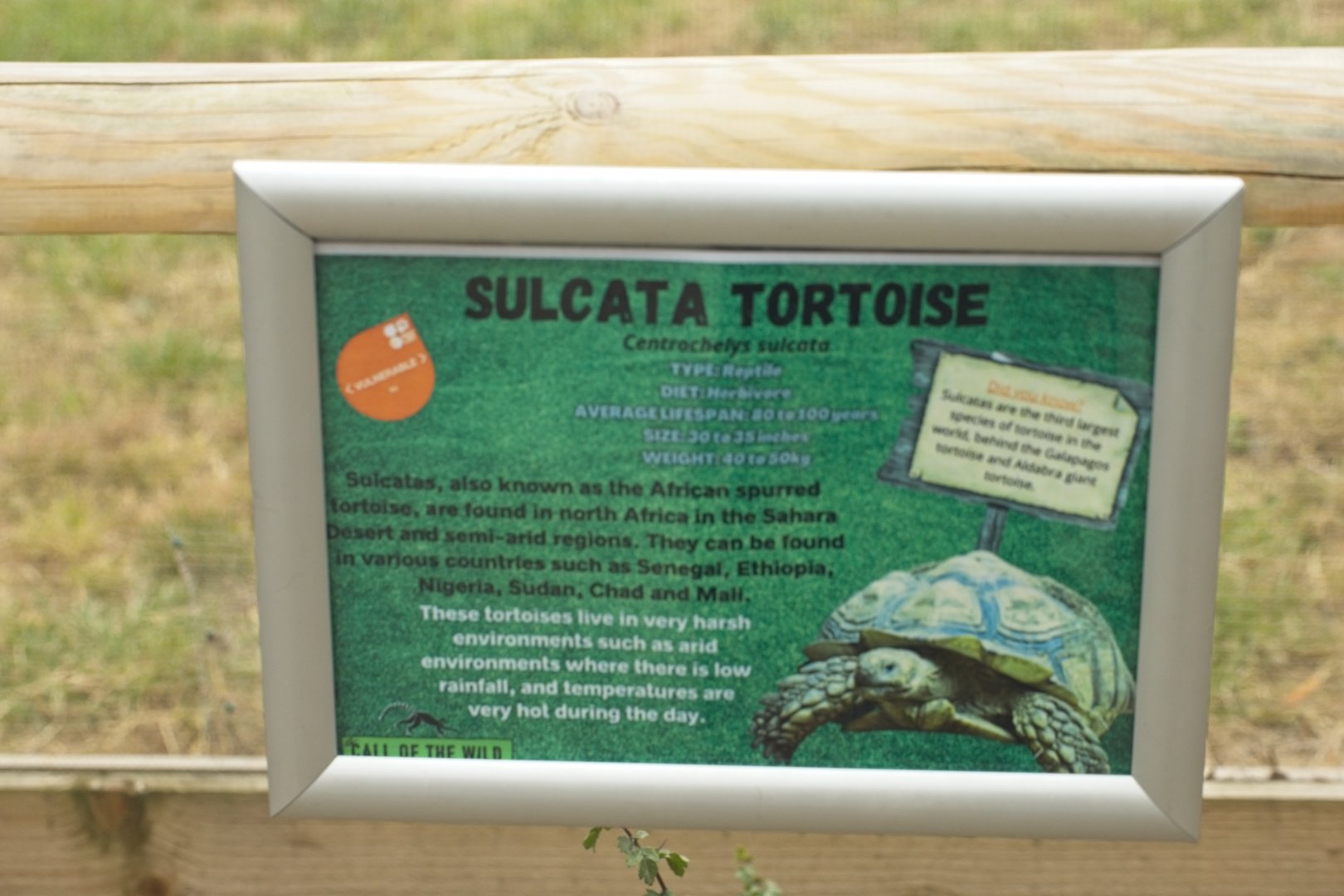 Sulcata sign but not seen?