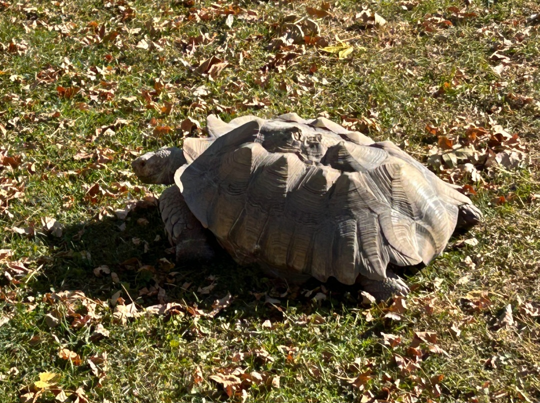Sulcata Tortoise (10/19/24)