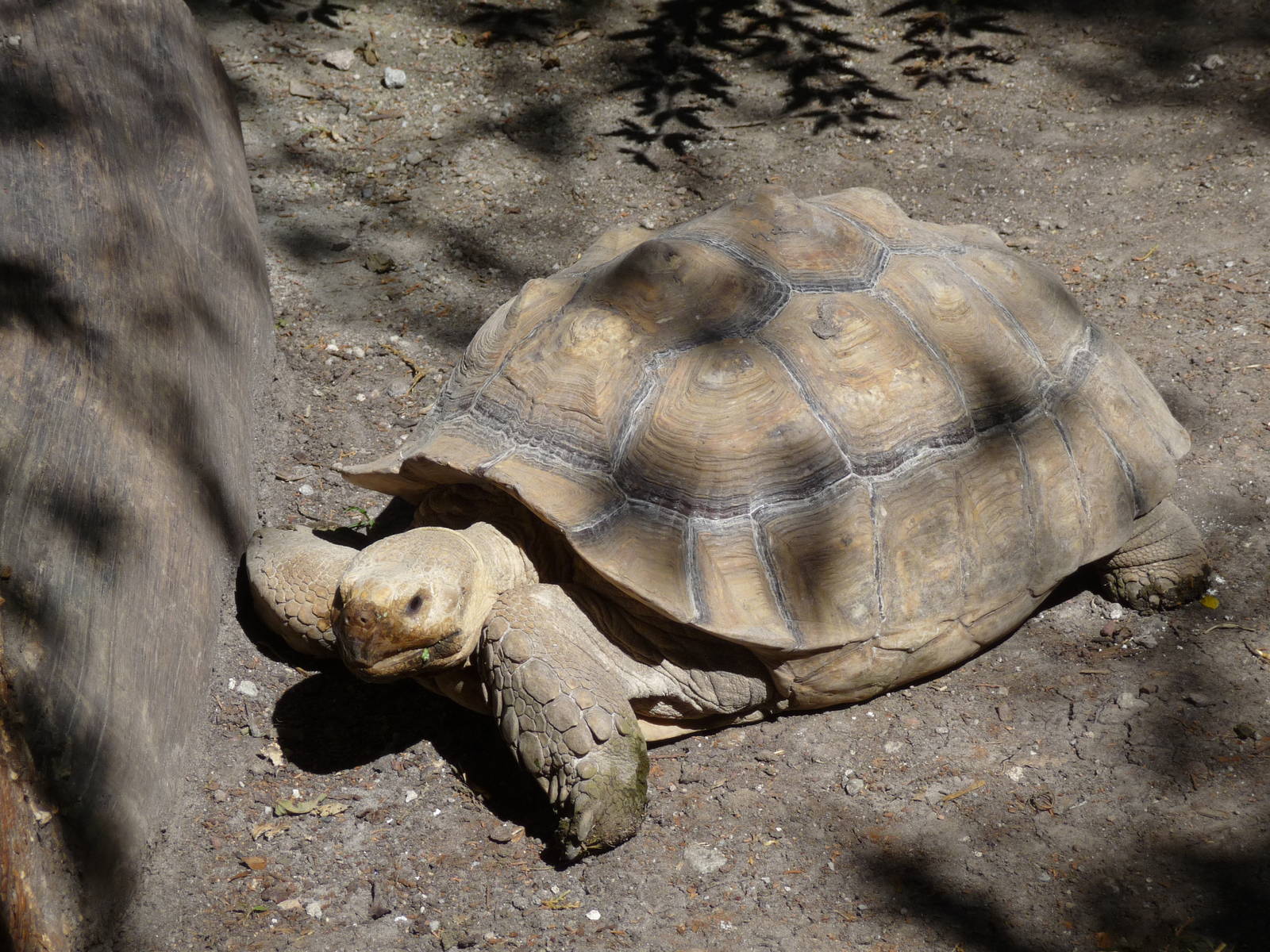 sulcata tortoise africam safari