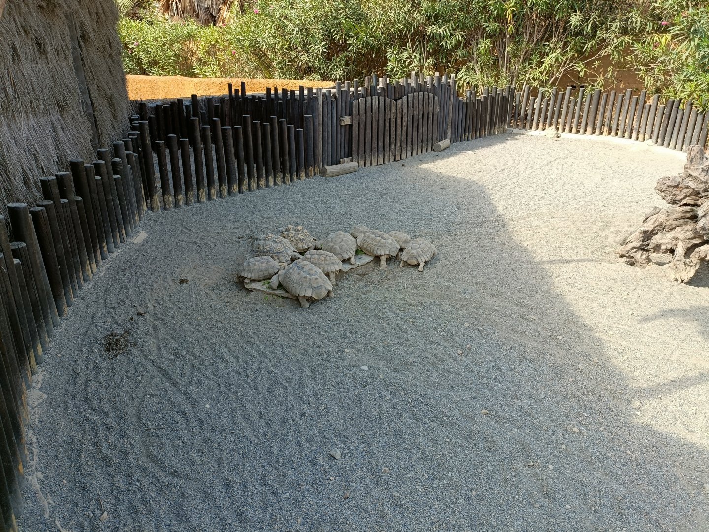 Sulcata tortoise and leopard tortoise exhibit - Crocodile park Torremolinos