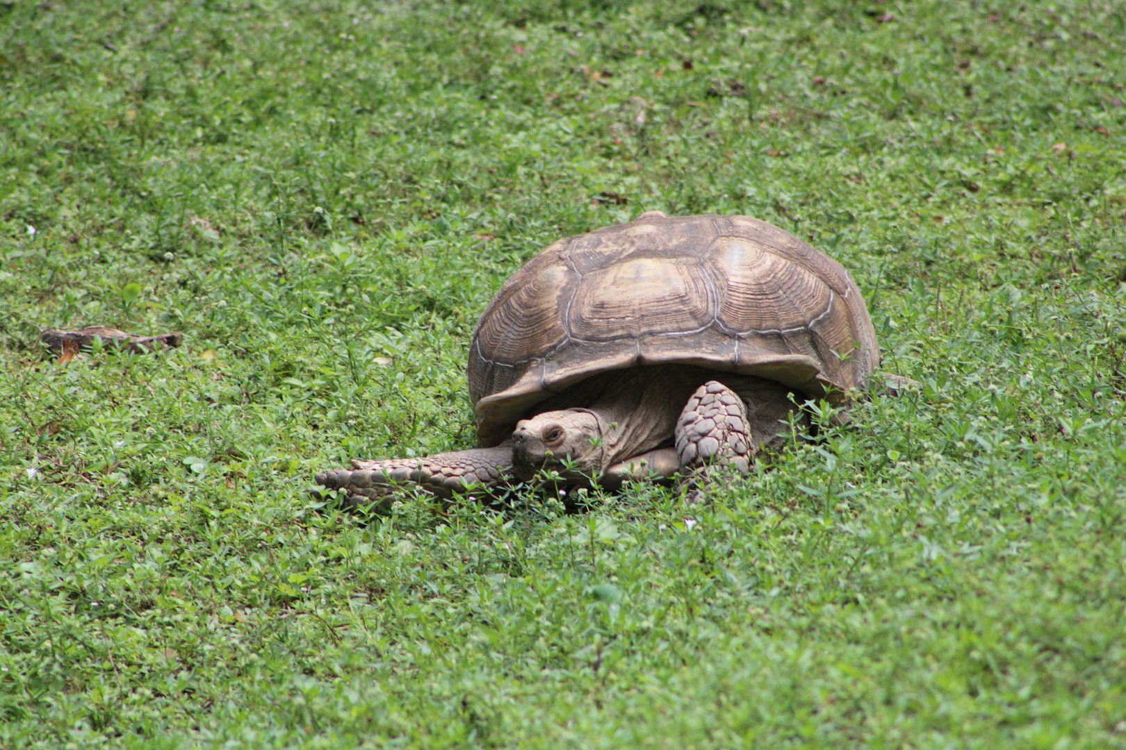 Sulcata Tortoise (Centrochelys sulcata)