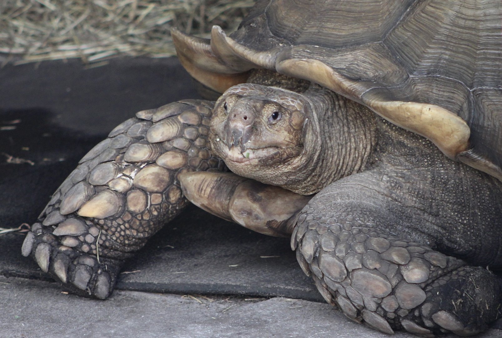 Sulcata Tortoise (Centrochelys sulcata)