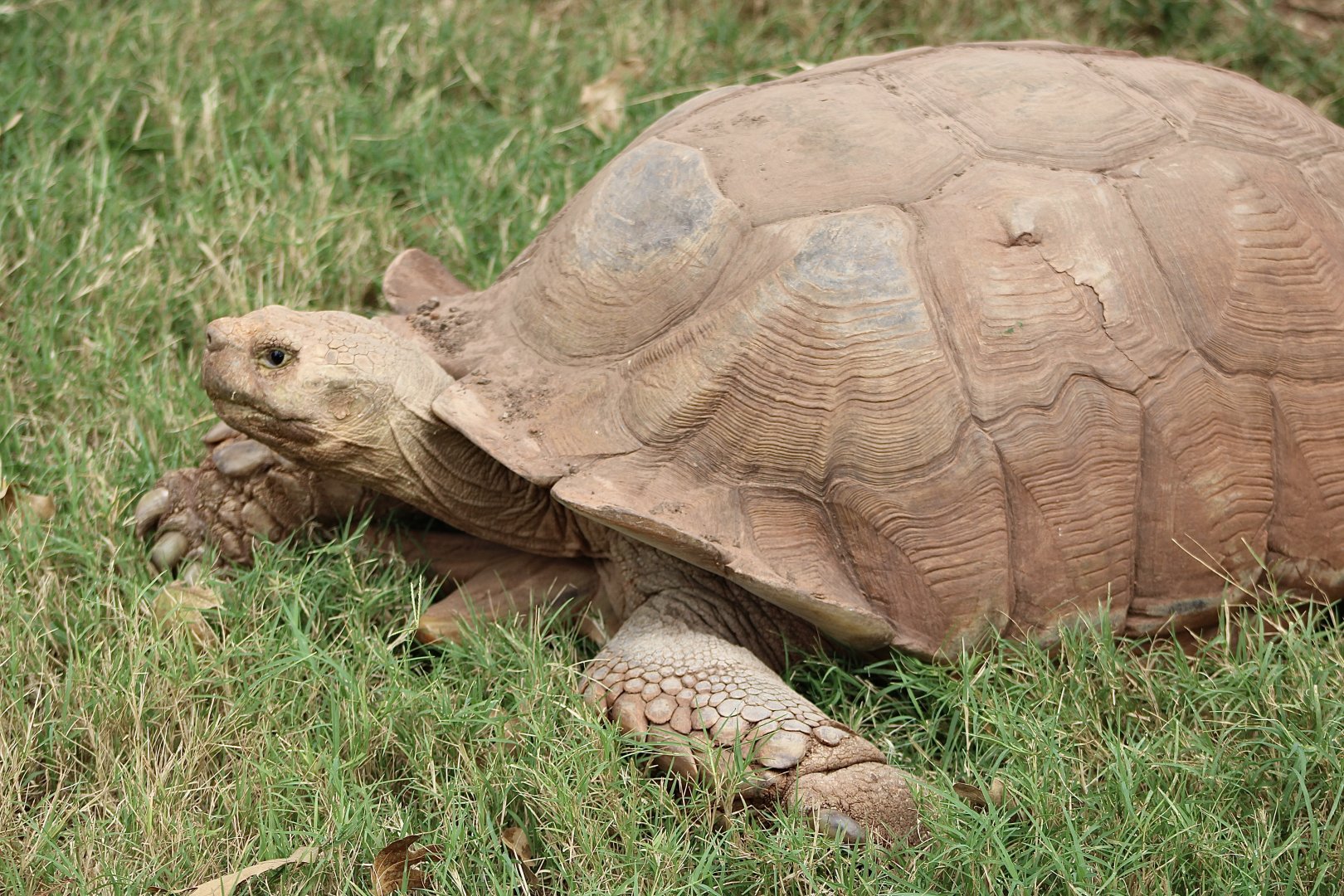 Sulcata Tortoise (Centrochelys sulcata)