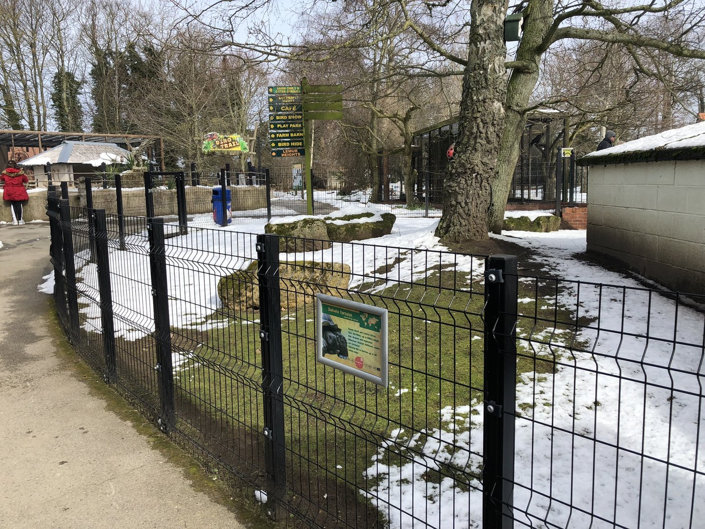 Sulcata Tortoise Enclosure at Tropical Butterfly House (March 2023)