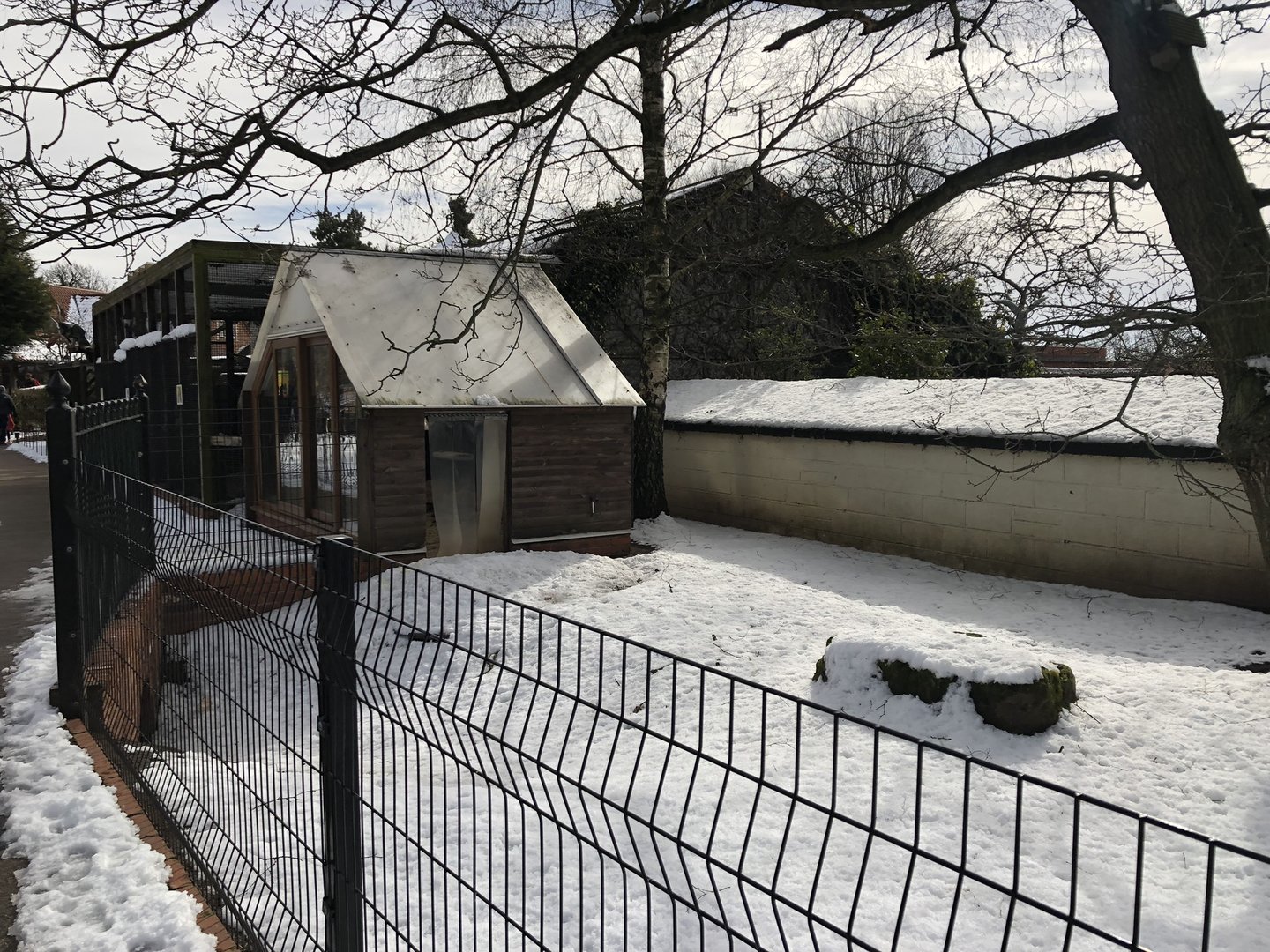 Sulcata Tortoise Enclosure at Tropical Butterfly House (March 2023)