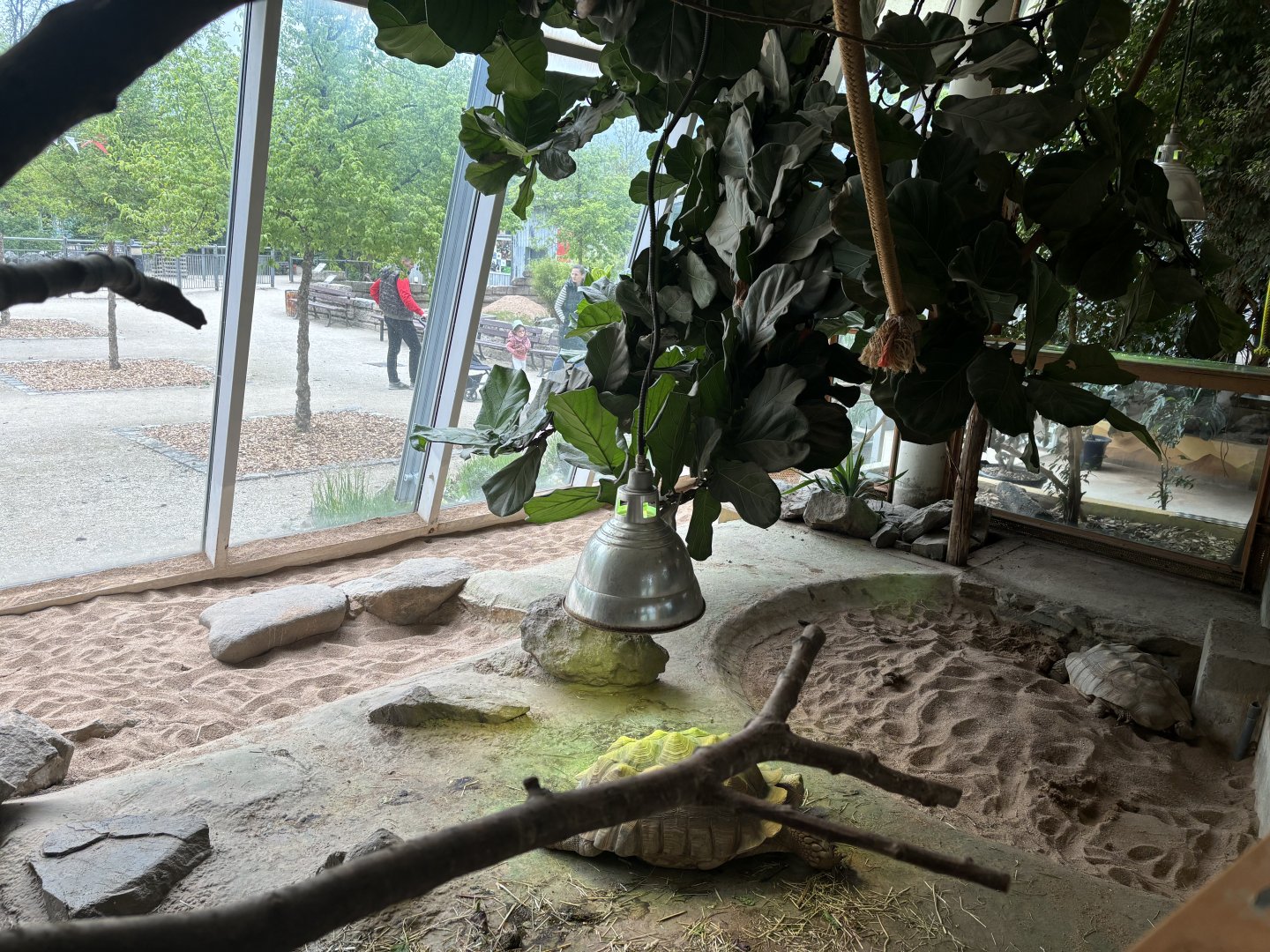 Sulcata Tortoise Enclosure at Zoologischer Garten Hof