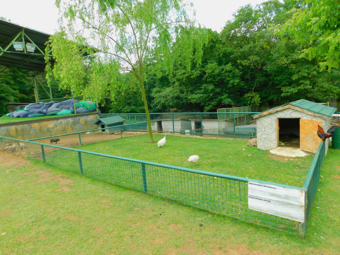 Sulcata Tortoise Enclosure