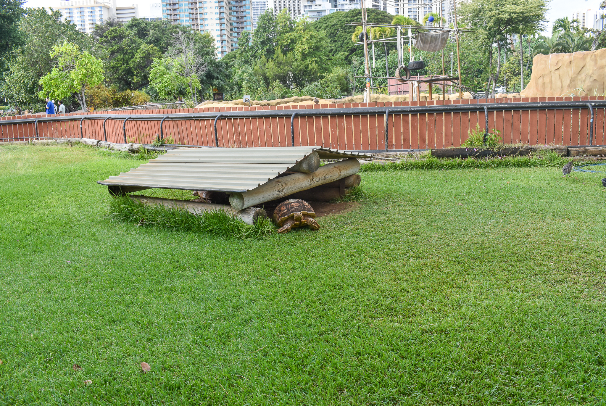 Sulcata tortoise enclosure