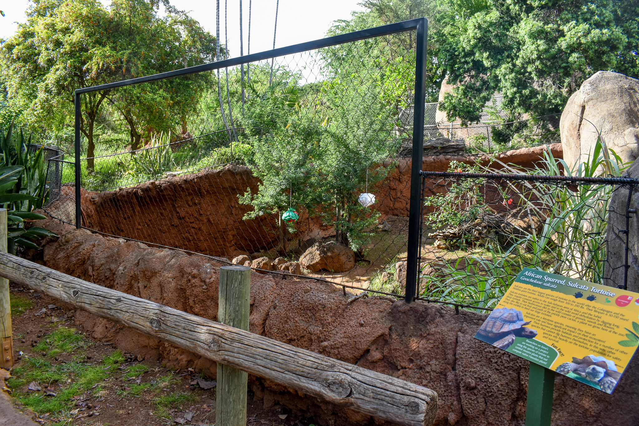 Sulcata tortoise enclosure