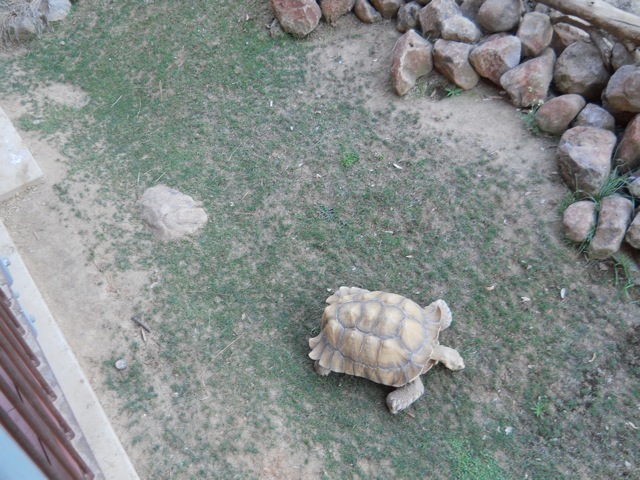 Sulcata tortoise exhibit