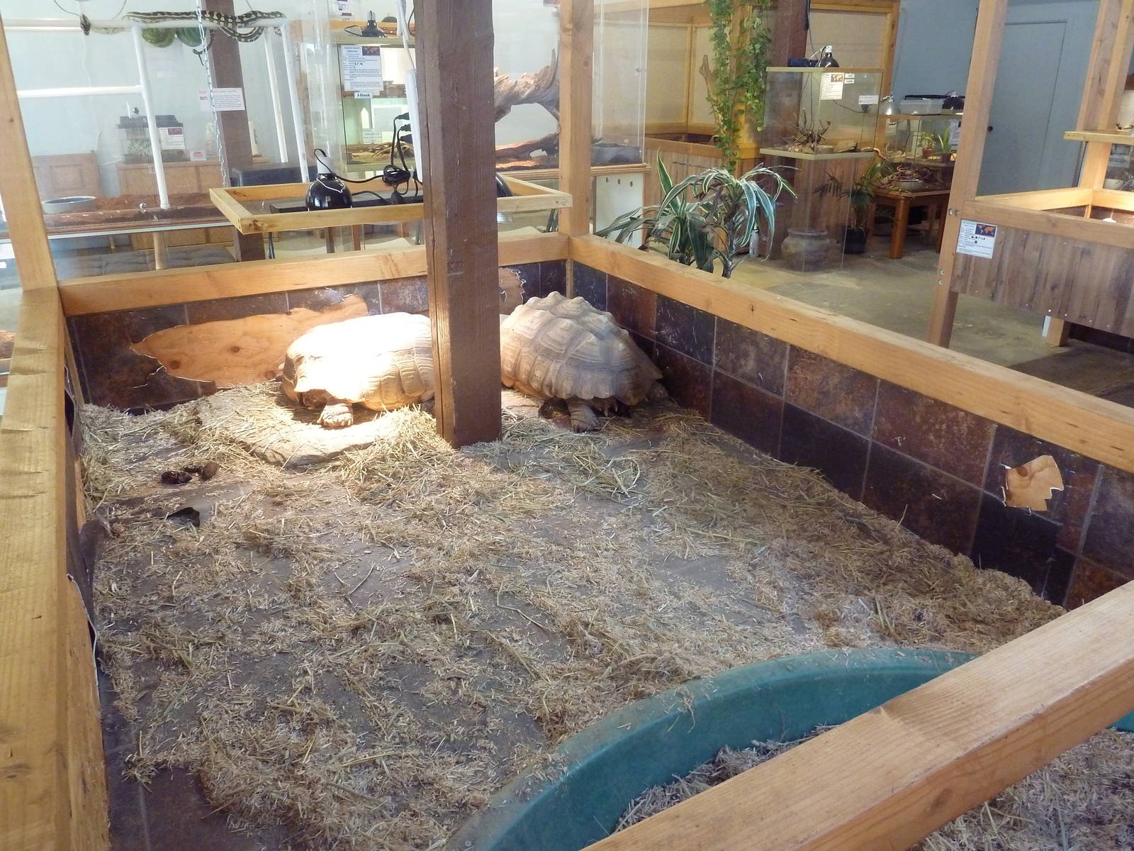 Sulcata Tortoise Exhibit