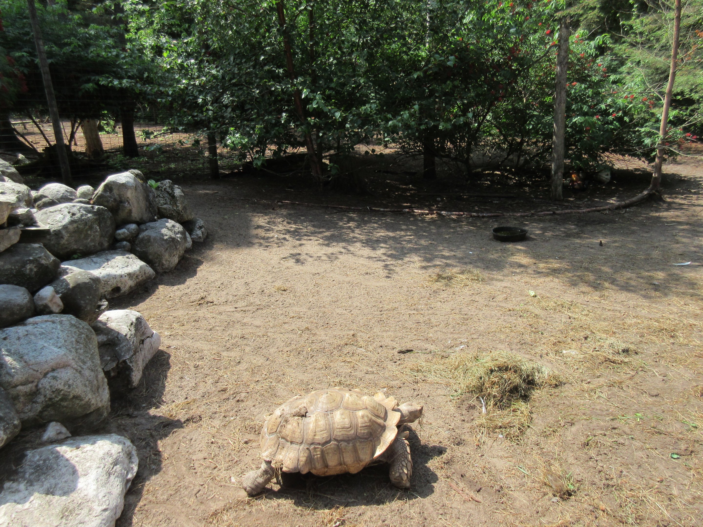 Sulcata Tortoise Exhibit