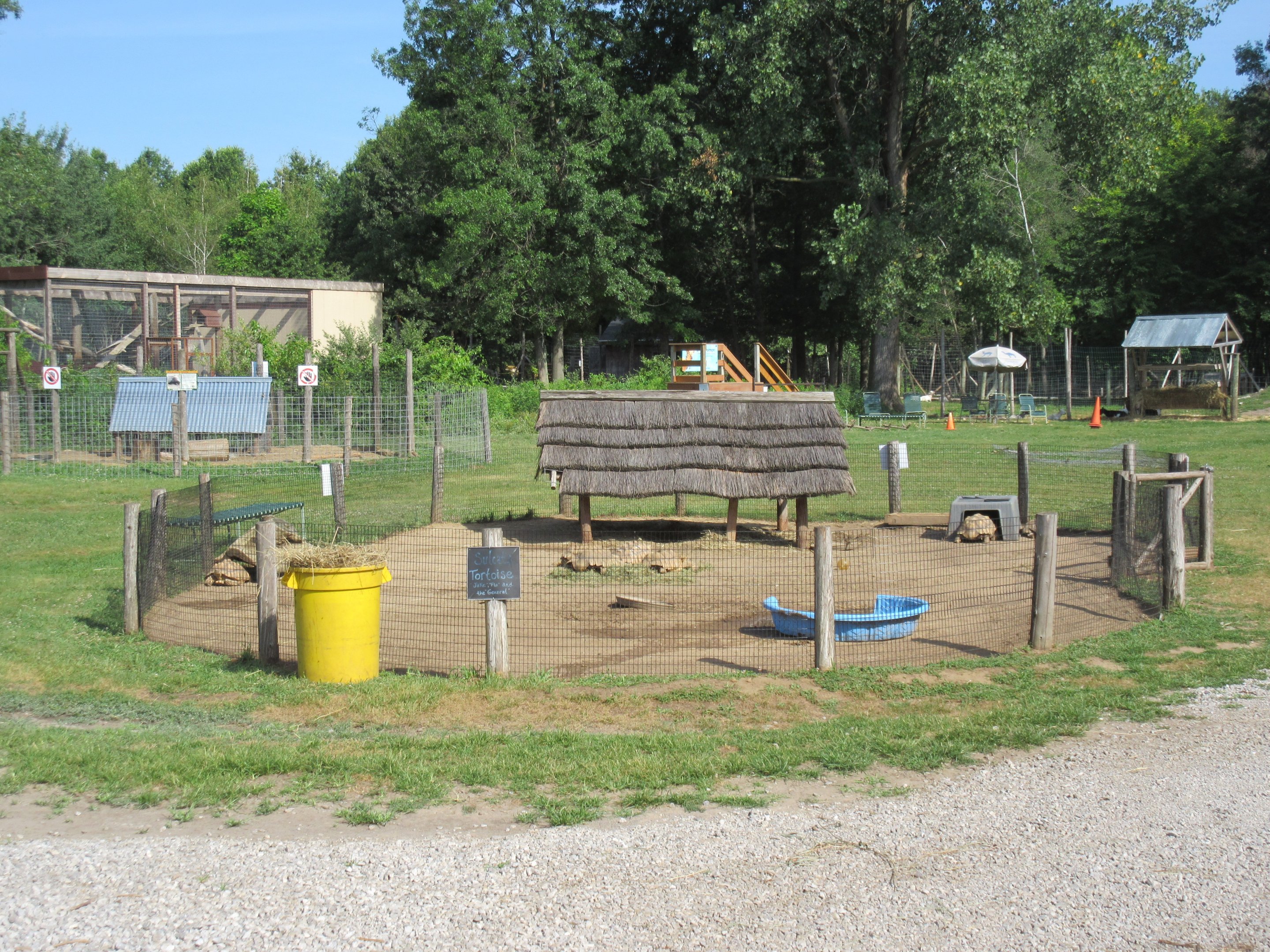 Sulcata Tortoise Exhibit