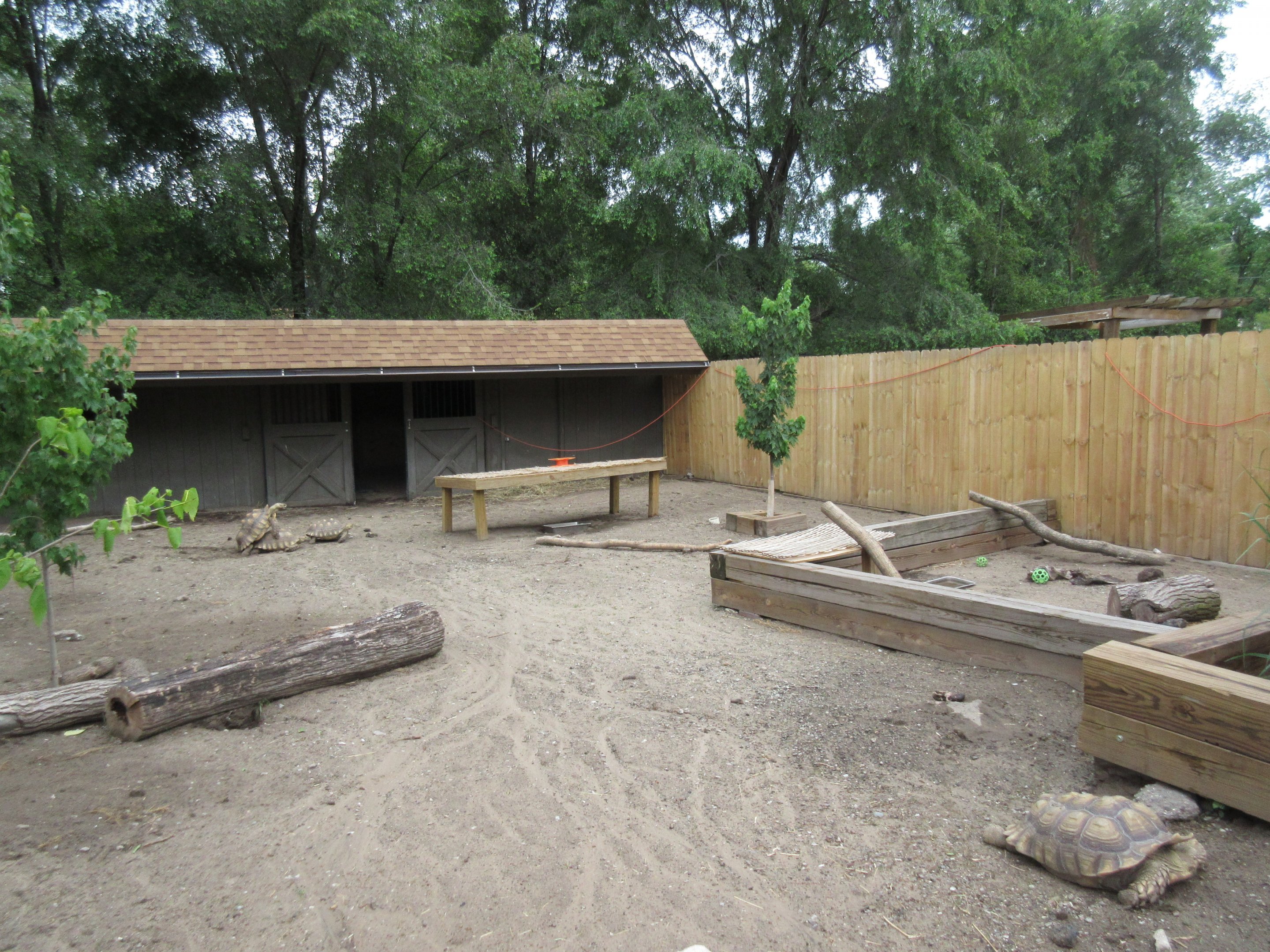 Sulcata Tortoise Exhibit