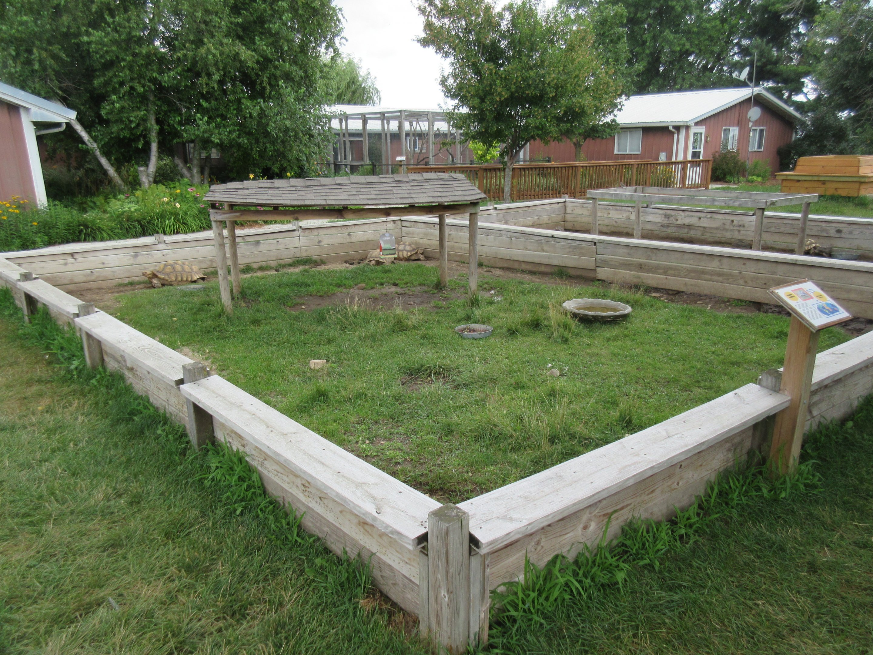 Sulcata Tortoise Exhibit