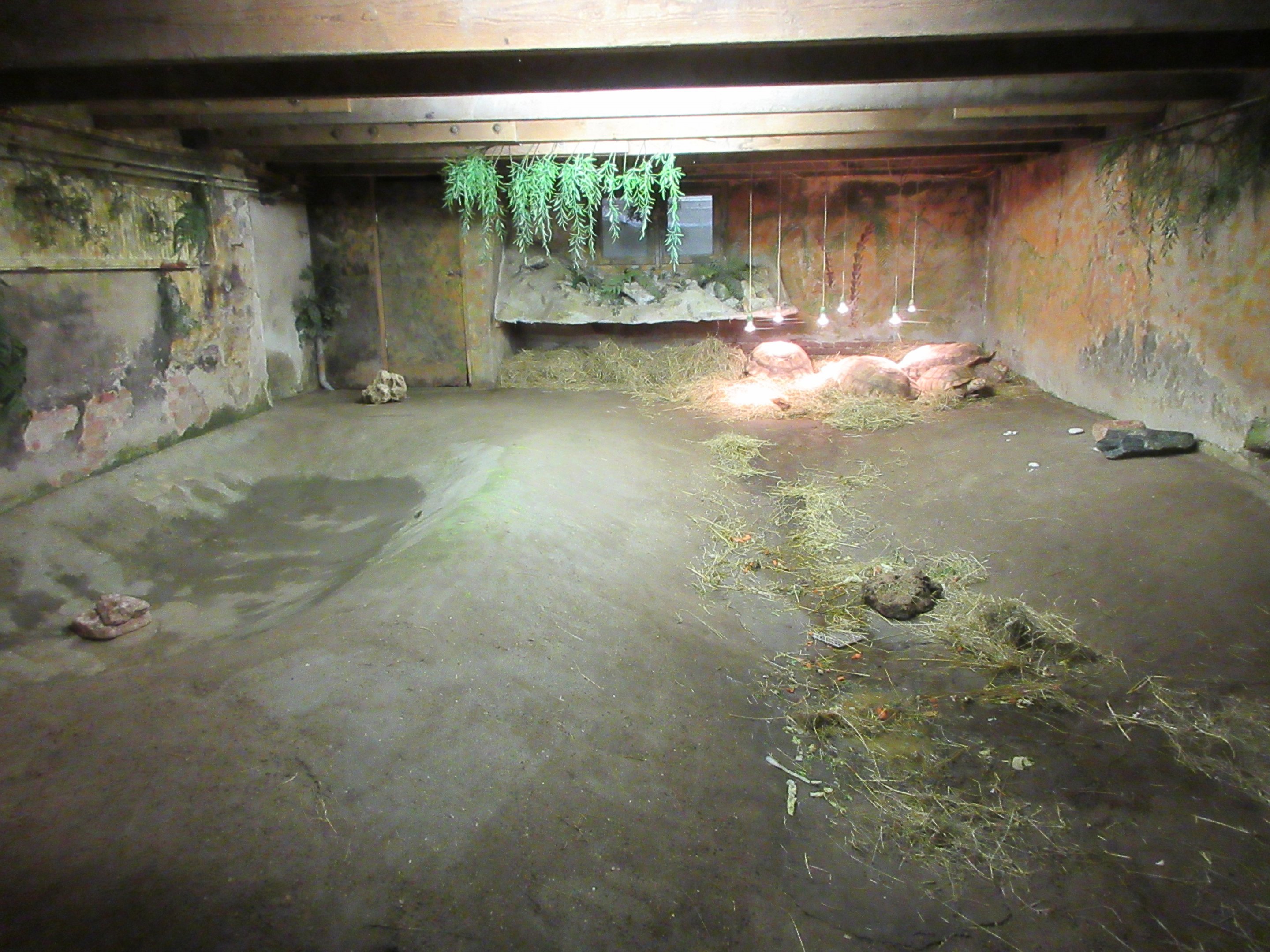 Sulcata Tortoise Exhibit