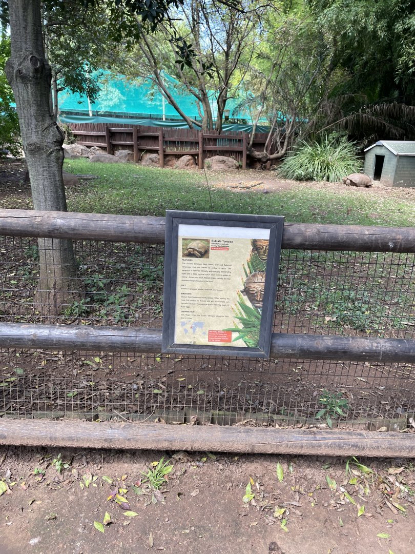 Sulcata tortoise exhibit