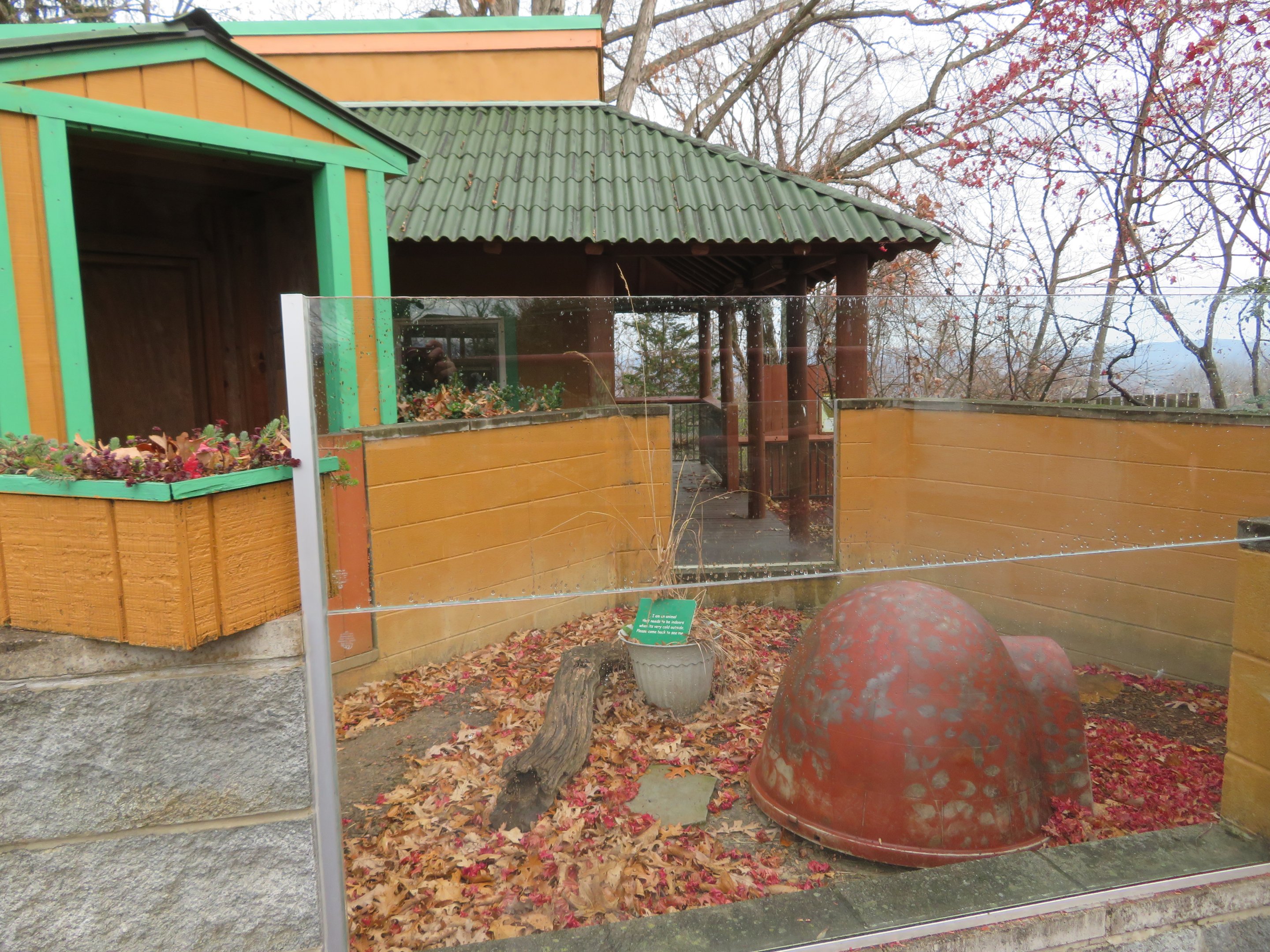 Sulcata Tortoise Exhibit