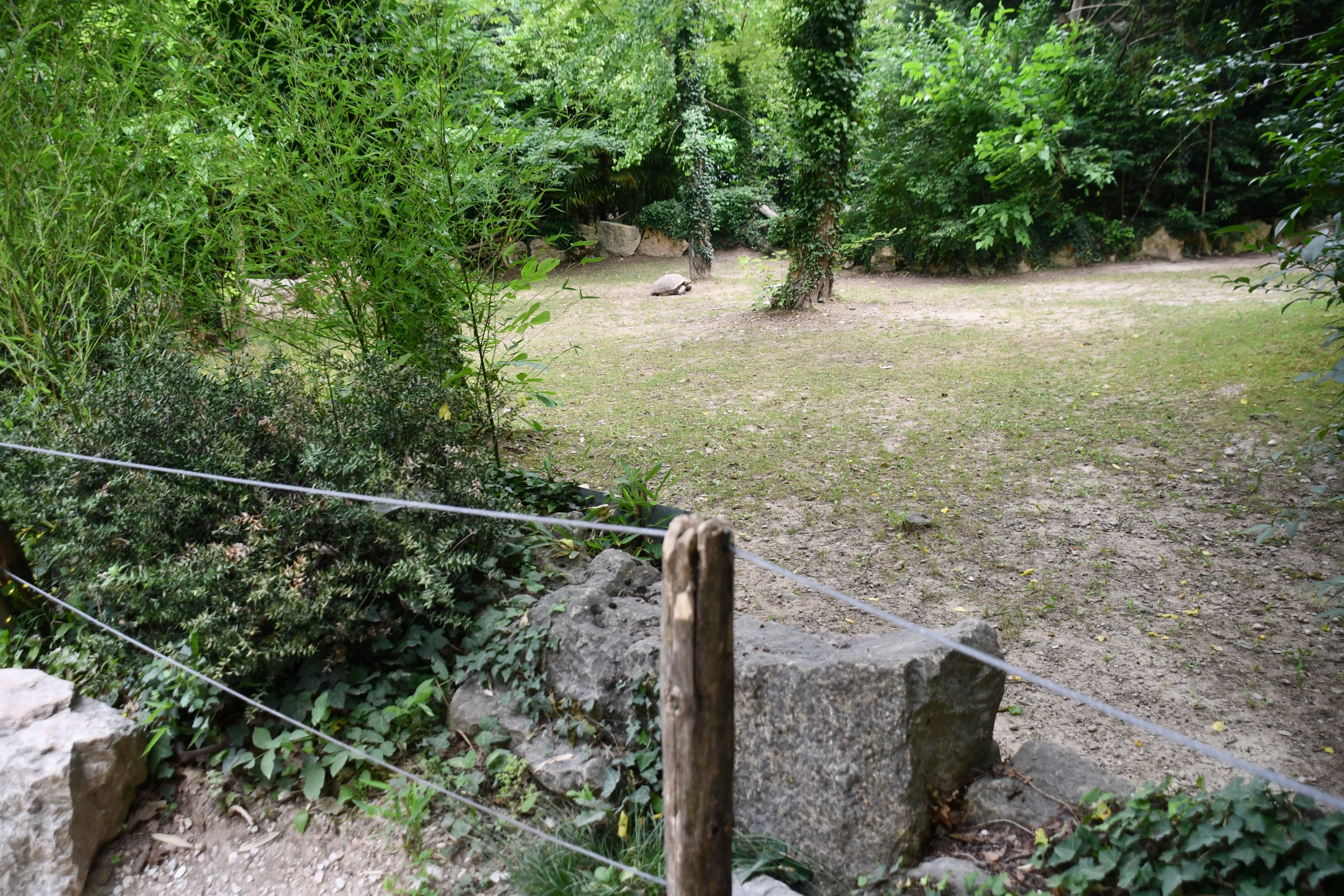 Sulcata Tortoise exhibit