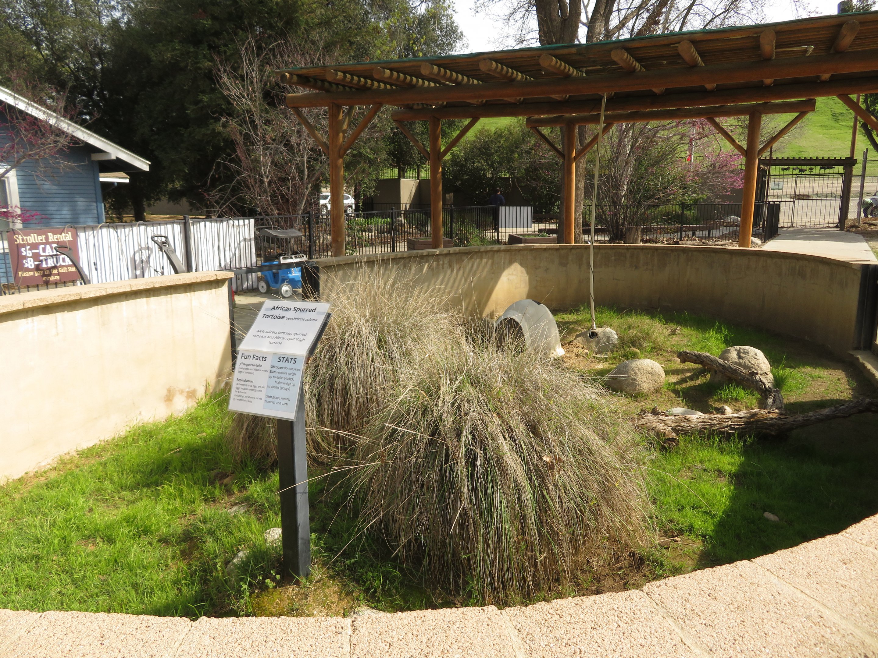 Sulcata Tortoise Exhibit