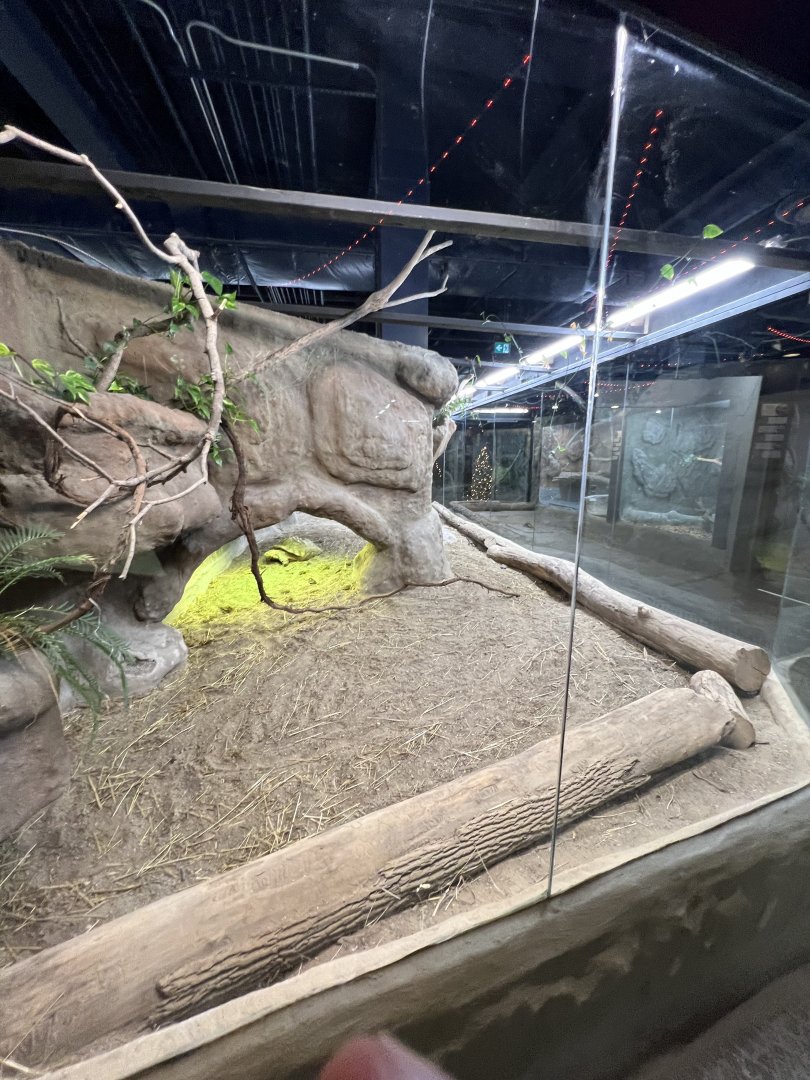 Sulcata Tortoise Exhibit