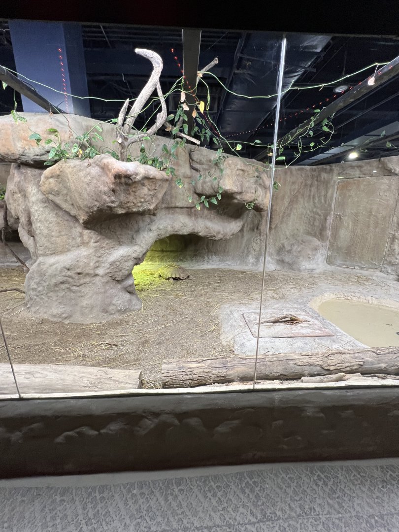 Sulcata Tortoise Exhibit